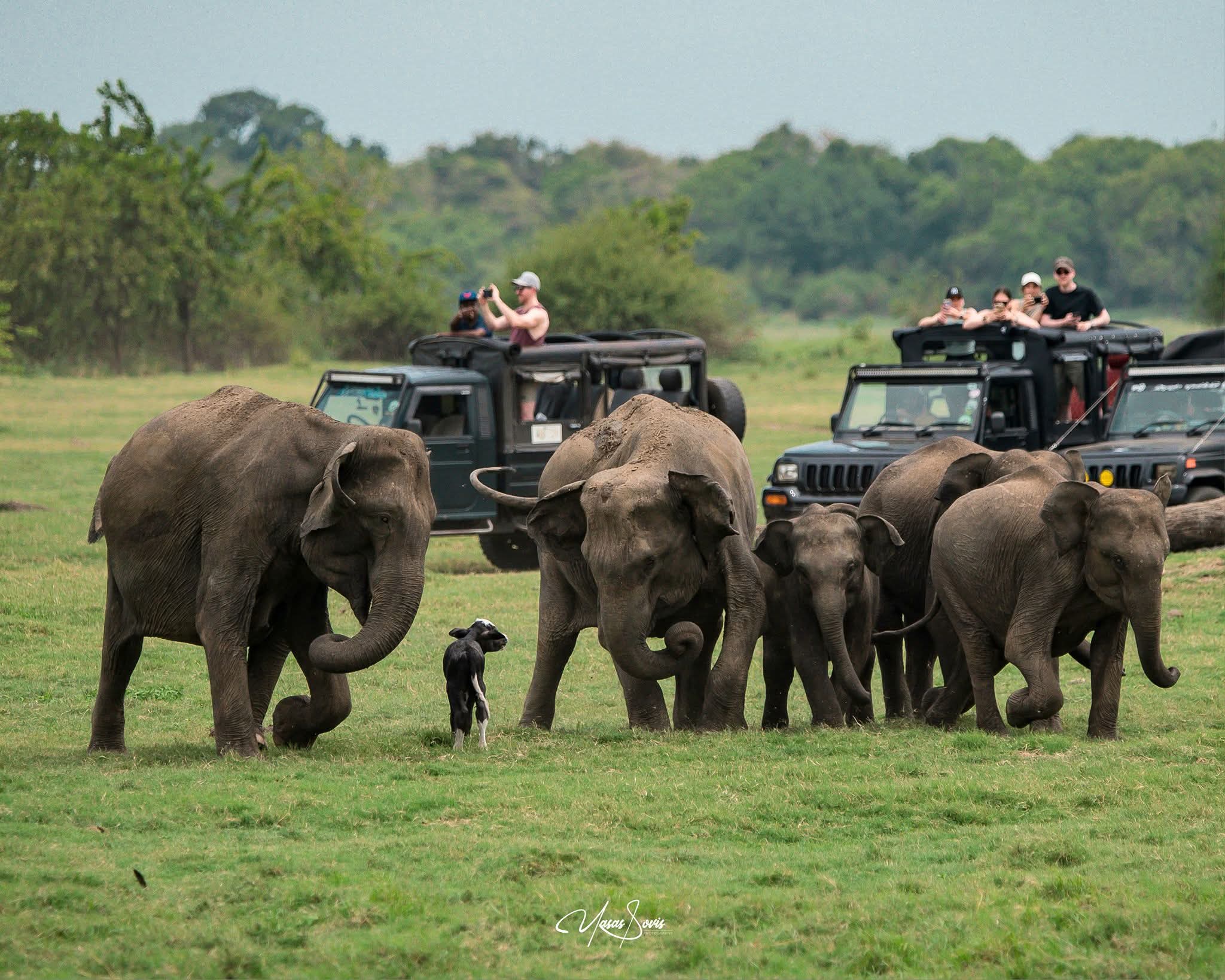 Kaudulla Elephant Gathering: Complete 2026 Safari Guide