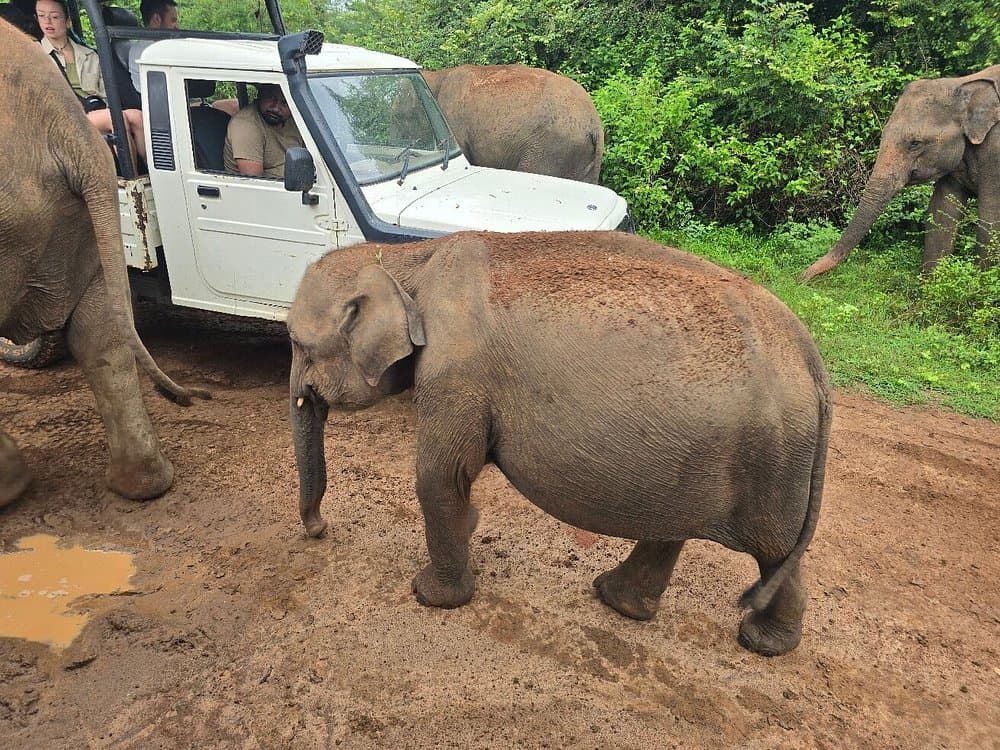 Elephant Gathering at Sunset