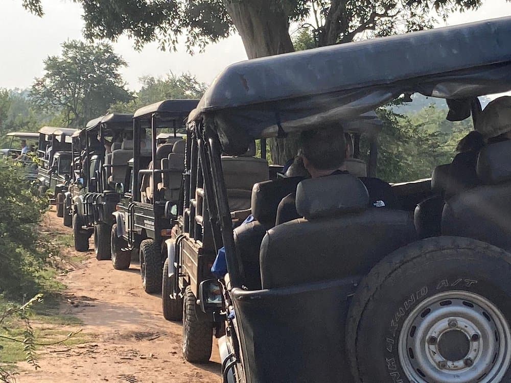 Family Safari Experience