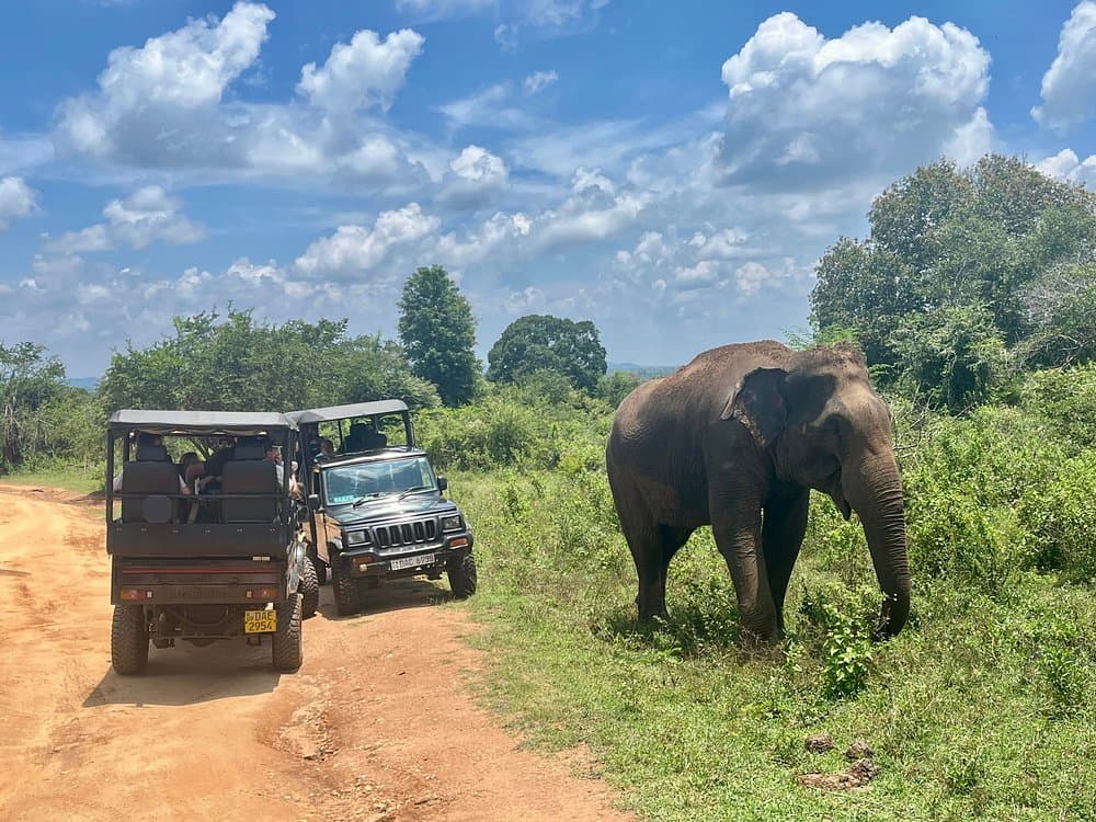 Massive Elephant Herds at Udawalawe