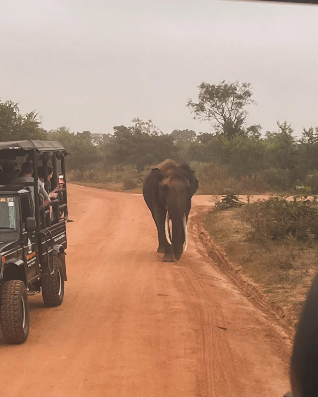 Expert tracker guiding guests through wilderness