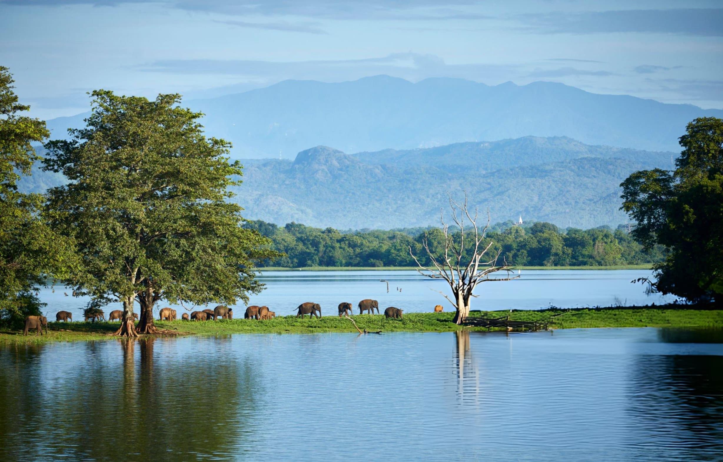 Elephants gathering at Udawalawe National Park