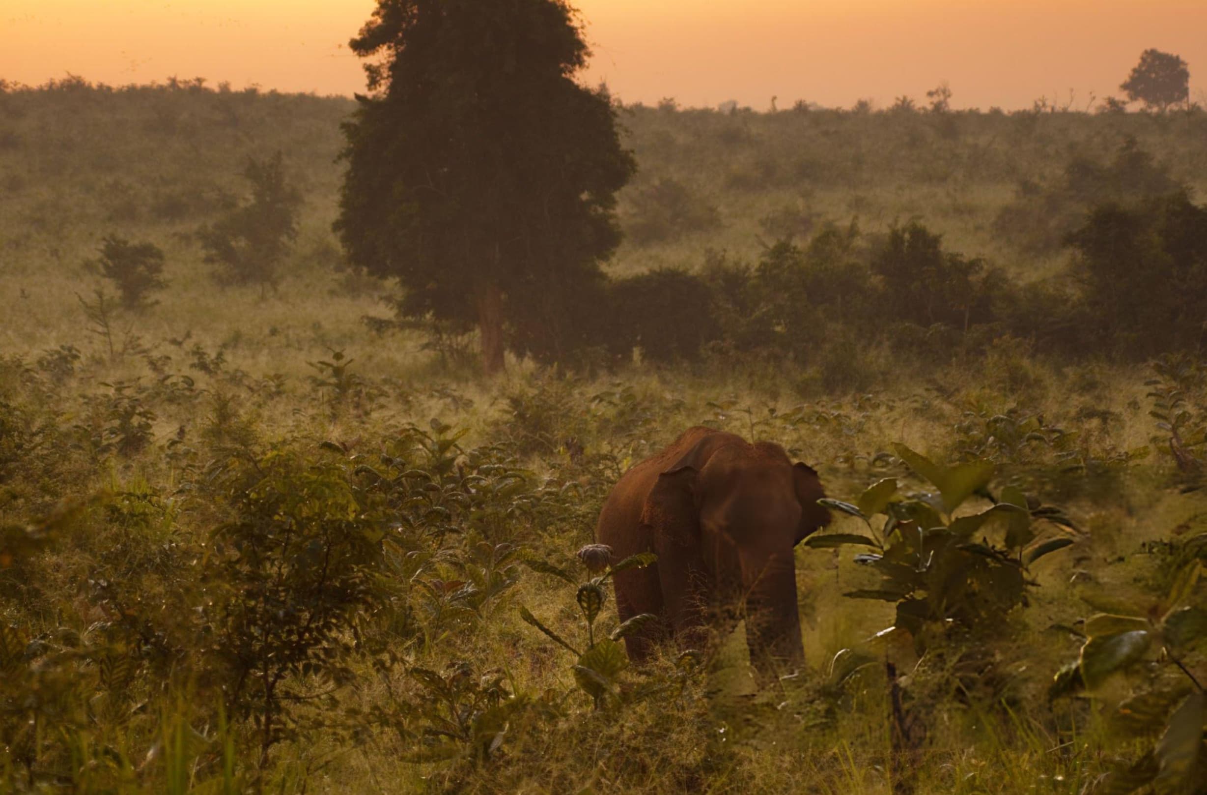Family Safari Experience