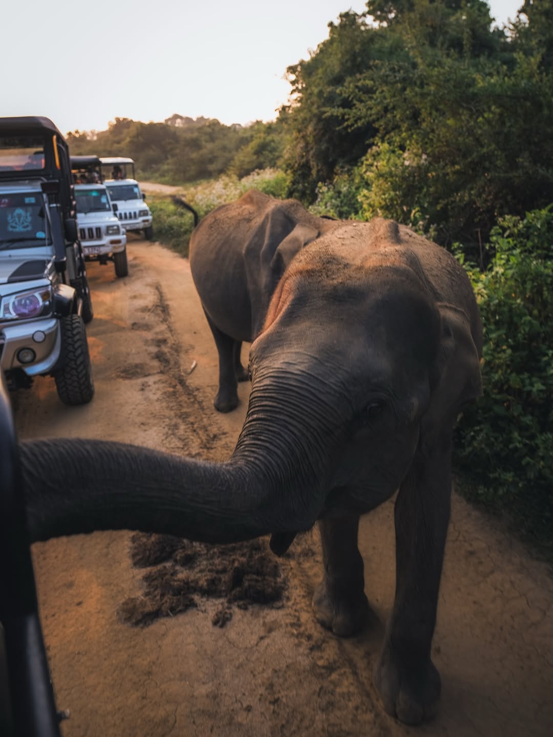 Leopard in Acacia Tree